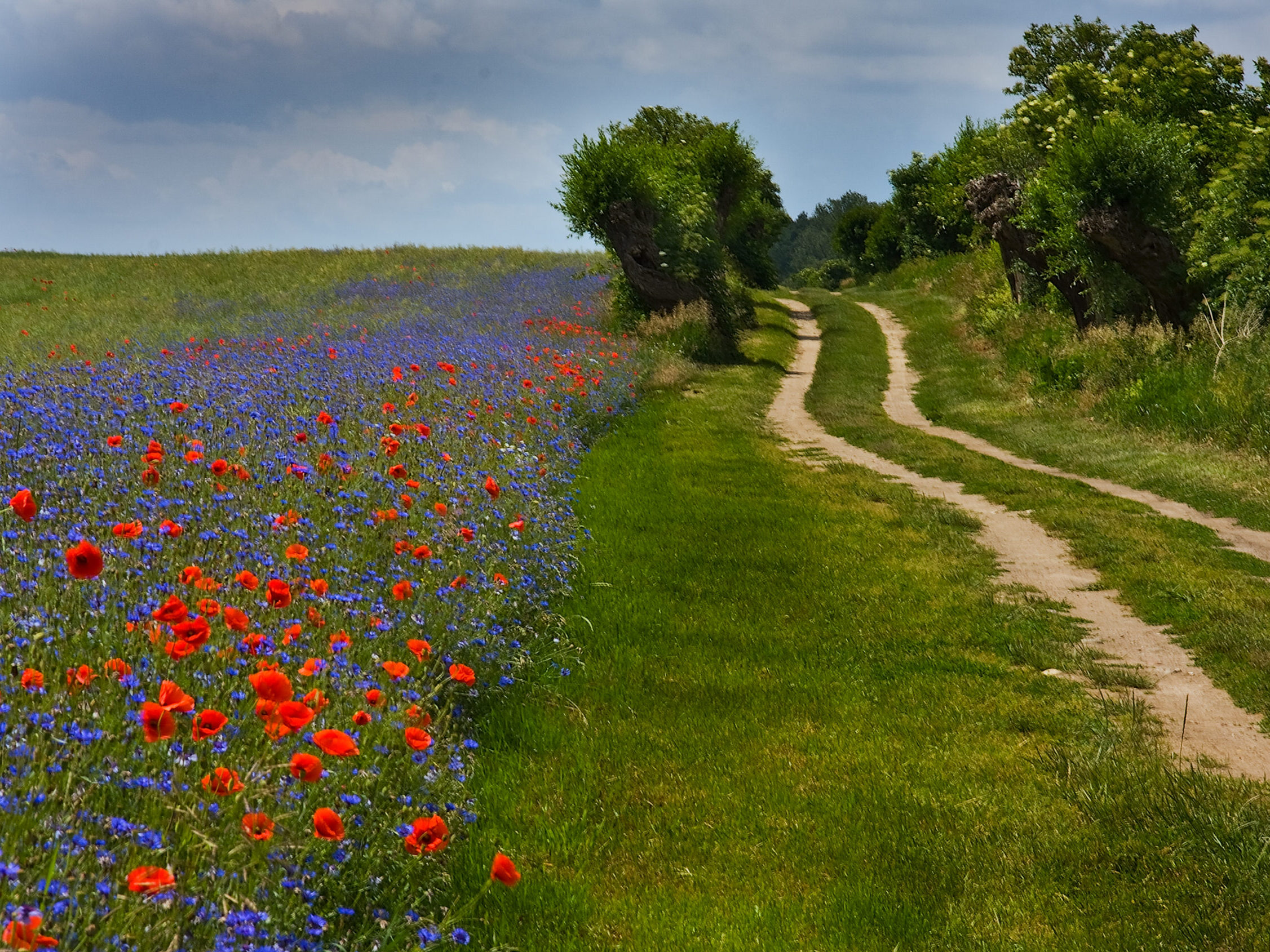 Bluehstreifen-an-Feldwegen sind wertvolle Lebensräume und Rückzugsorte für Pflanzen und Tiere © Udo Steinhaeuser