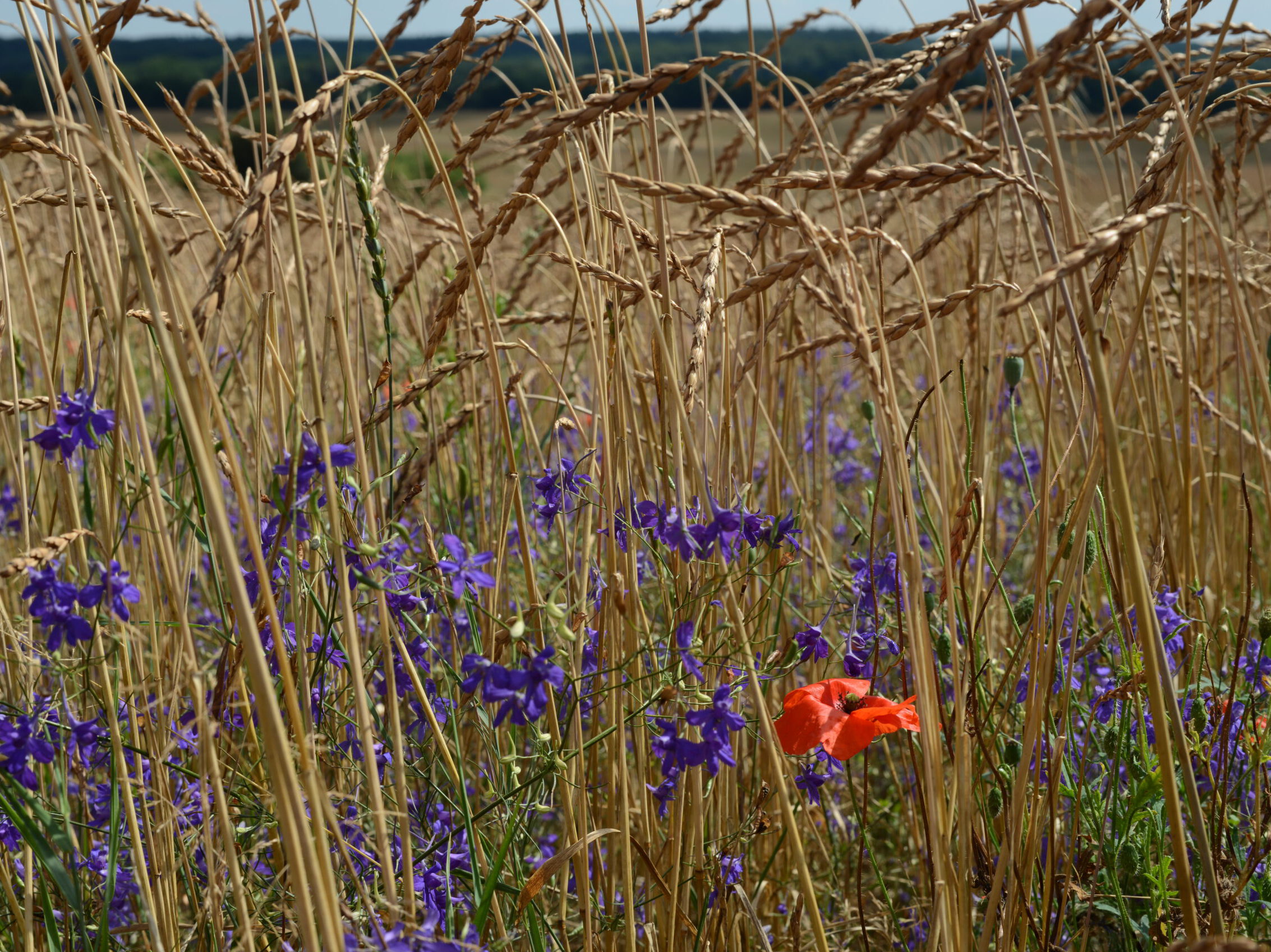Nur noch auf wenigen Ackerflächen wachsen Getreide, Klatschmohn und Feldrittersporn nebeneinander © Frank Gottwald