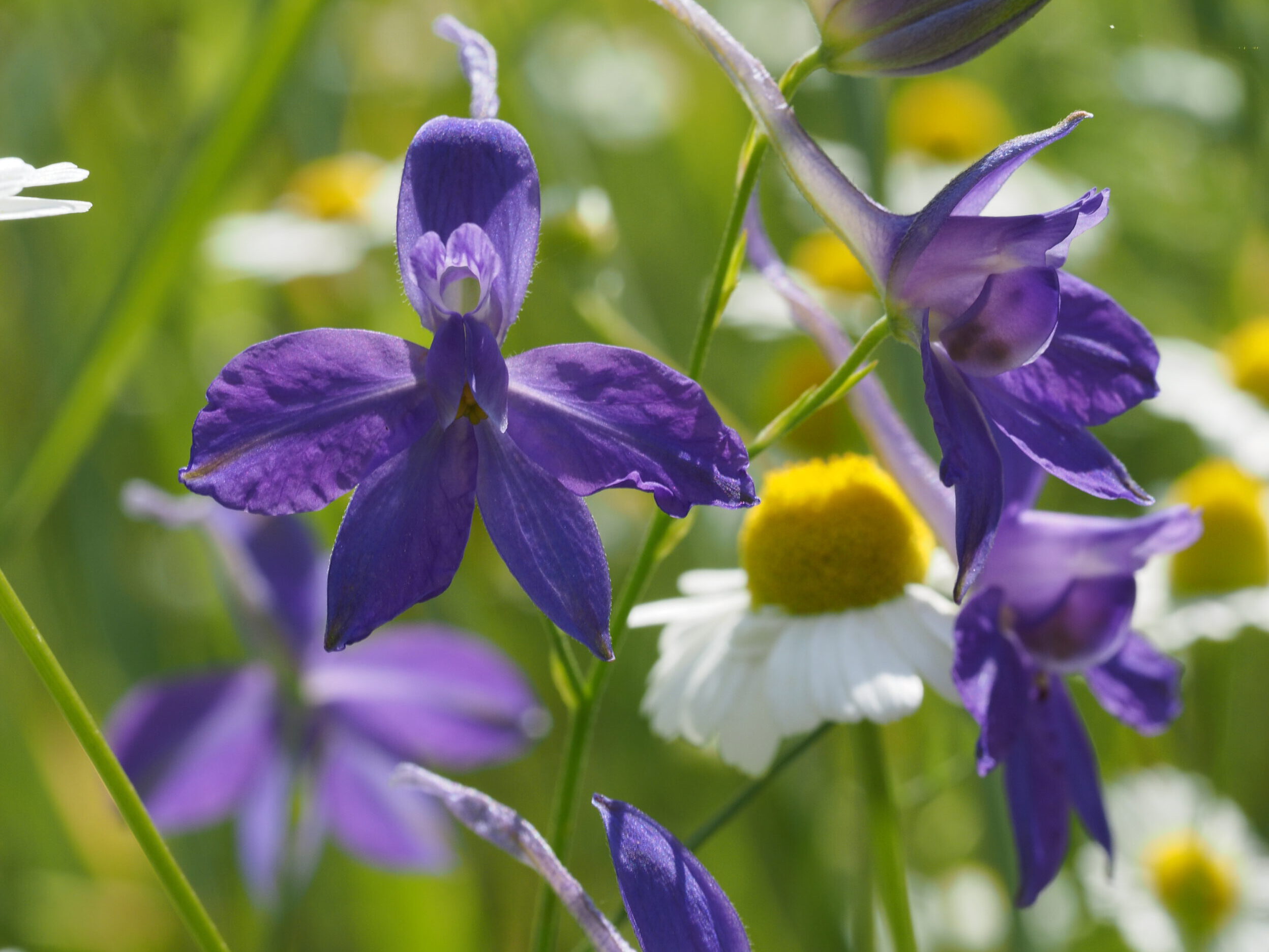 Der Feldrittersporn bevorzugt sonnige, kalkhaltige Böden © Axel Jahn