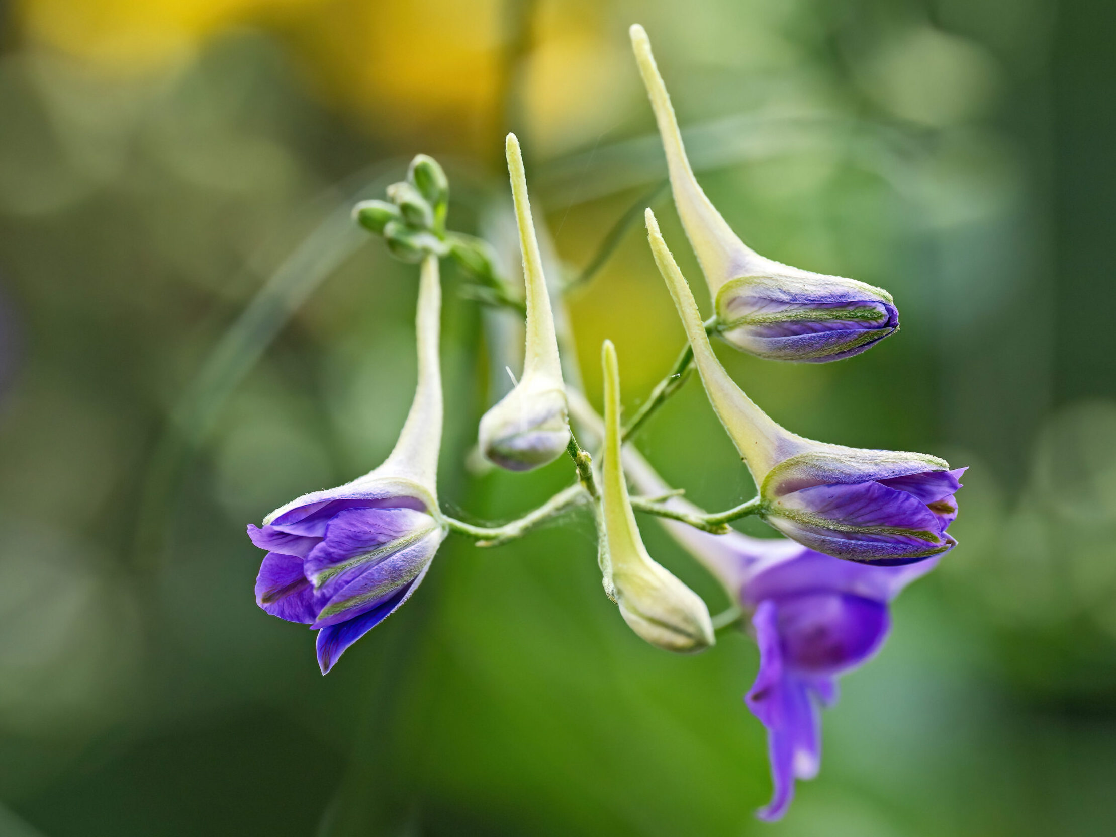 Der charakteristische Sporn des Feldrittersporns bildet sich aus dem obersten Kelchblatt © Hermann Timmann