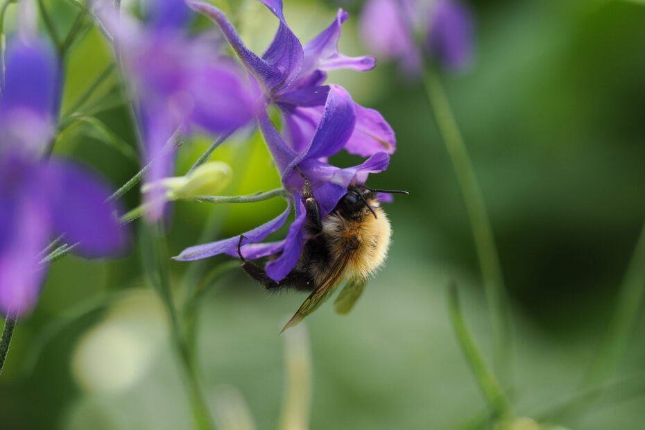 Nur-Insekten-mit-langem-Ruessel-gelangen-an-den-tief-im-Sporn-verborgenen-Nektar©Cyrille-Claudel