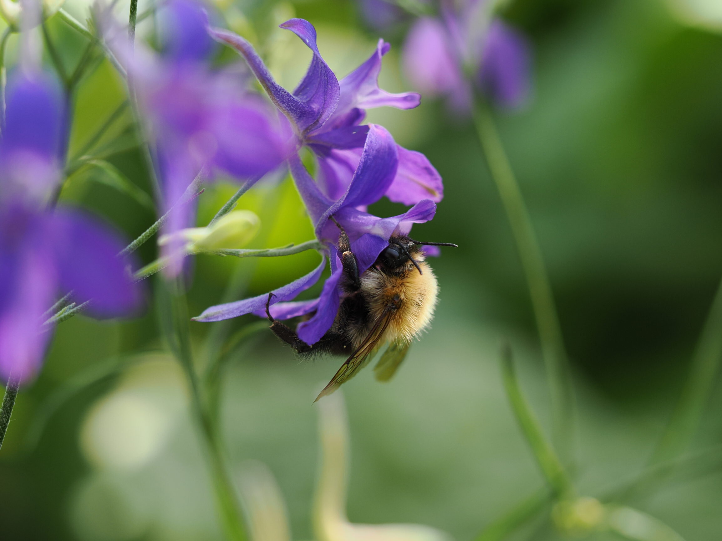 Nur-Insekten-mit-langem-Ruessel-gelangen-an-den-tief-im-Sporn-verborgenen-Nektar©Cyrille-Claudel