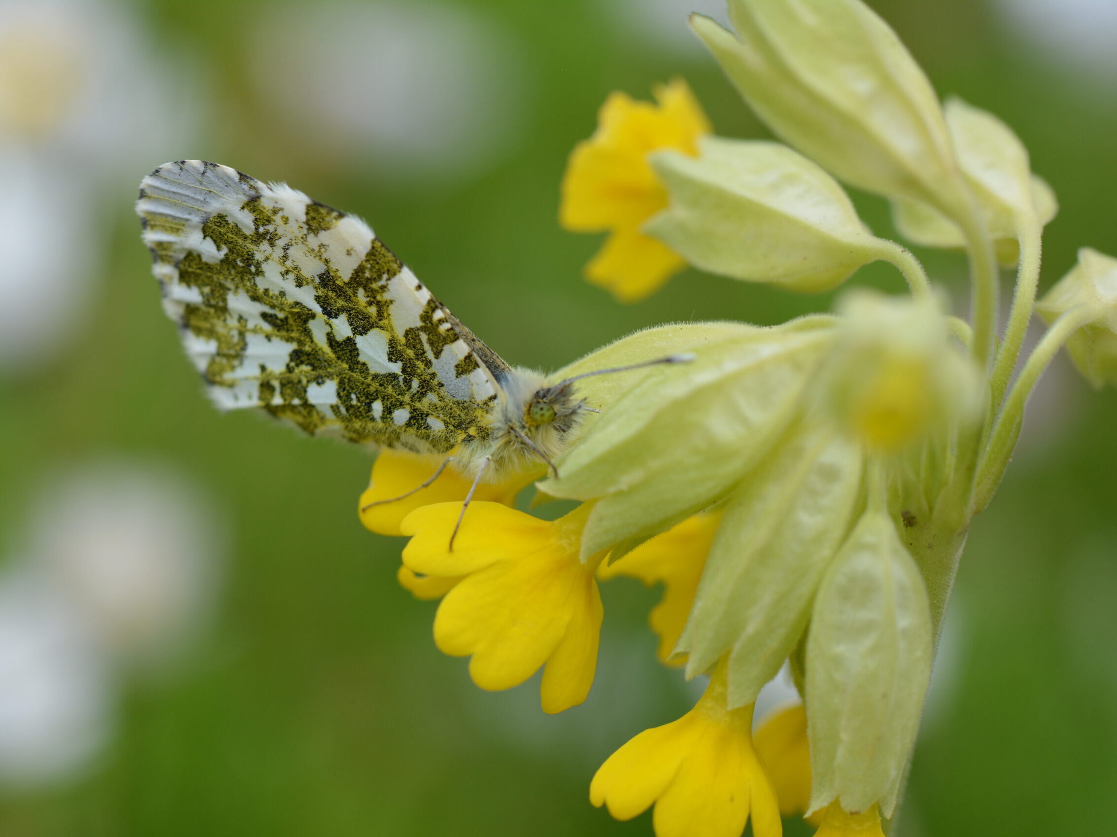 ©ifuhrmann-Aurorafalter-001