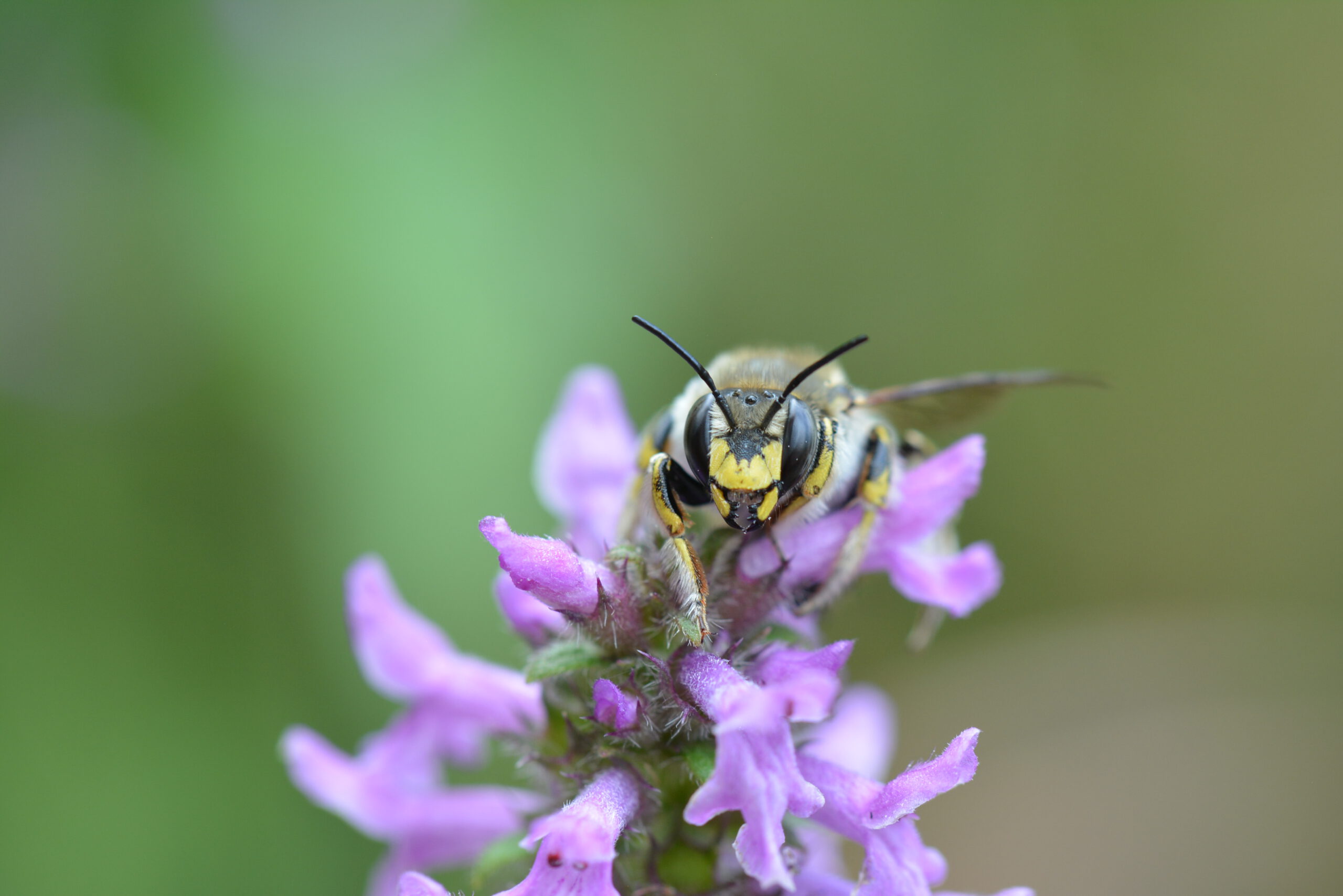 ©ifuhrmann-Gartenwollbienen am Heilziest